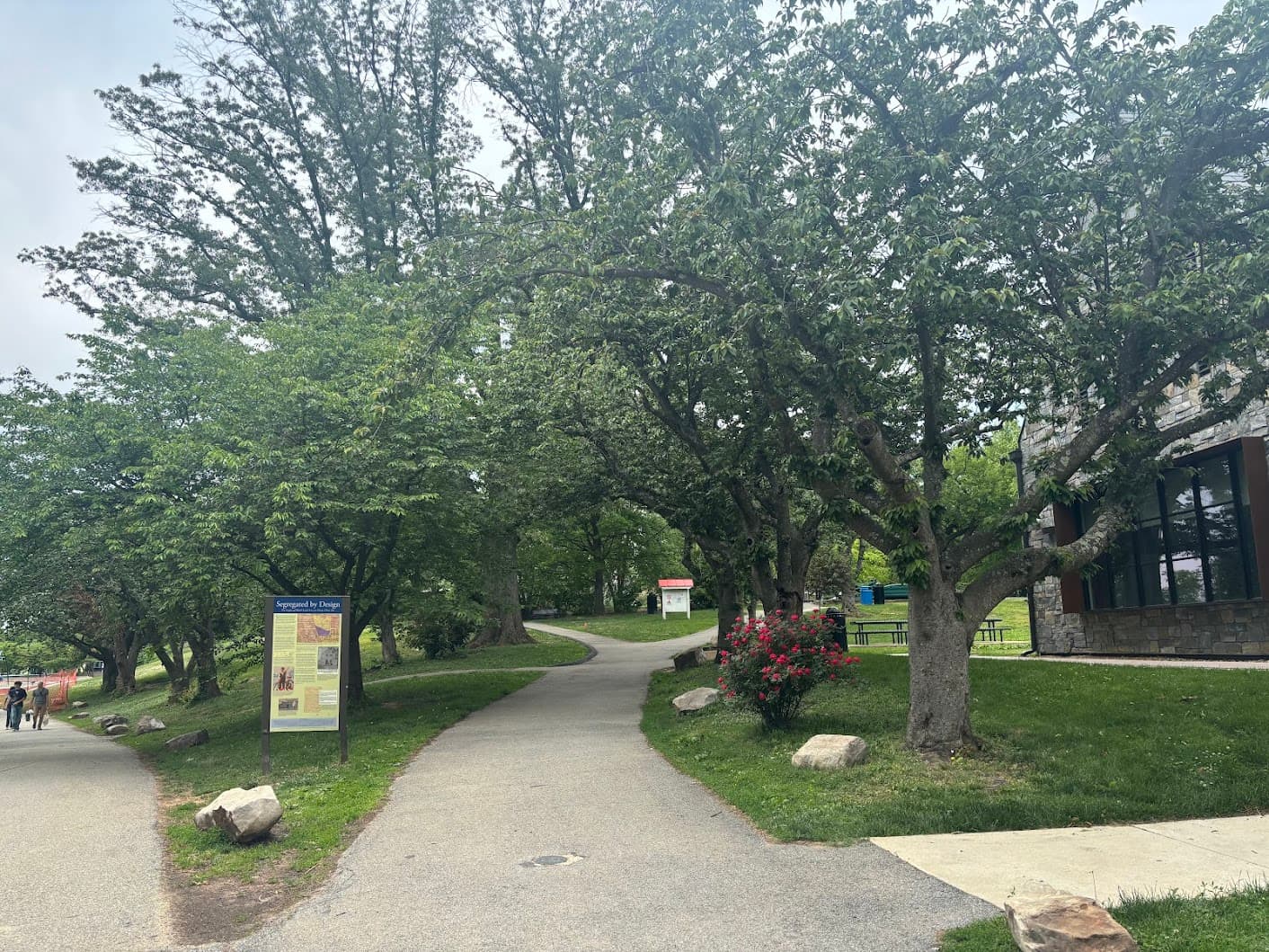 Blooming azaleas along a tree-lined path in the park