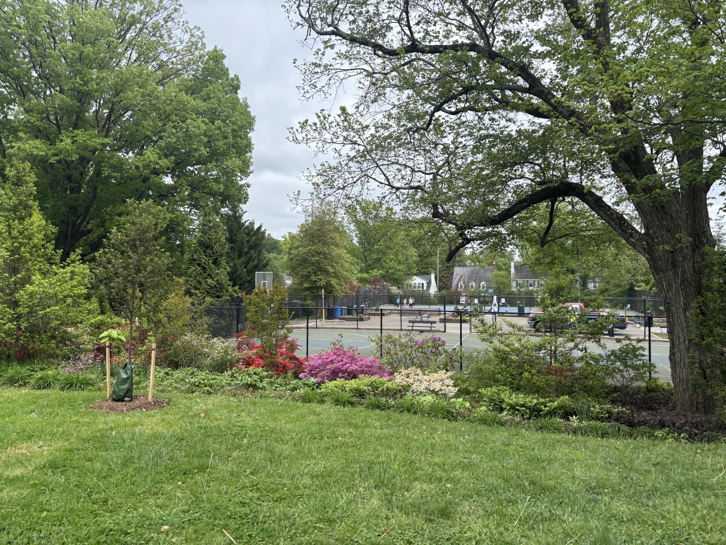 Tennis courts at Lafayette-Pointer Park, framed by blooming azaleas