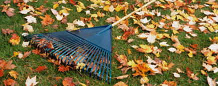 fall_leaves